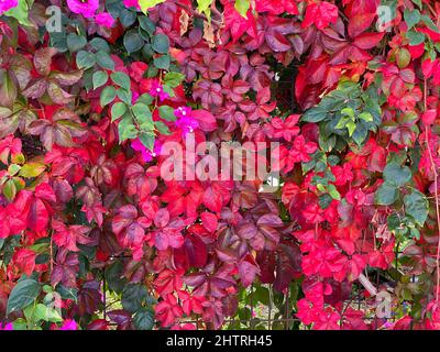 En automne, des plantes de lierre enchevêtrées avec des feuilles rouges et vertes couvrent une clôture et une branche de bougainvillaea. Gros plan et vue de face. Magnifique arrière-plan. Banque D'Images