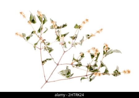 Branche de fleur de jasmin isolée sur fond blanc. Feuilles sèches et fleurs jaunes en fleurs Banque D'Images