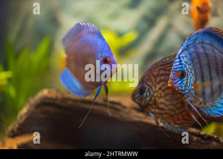 Belle vue sur le poisson coloré Discus dans l'aquarium. Suède. Banque D'Images