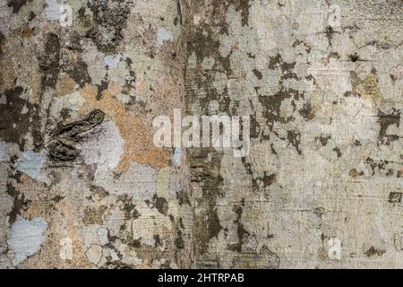 Motifs et textures colorés sur l'écorce du sycamore avec petits trous pour les arrière-plans et le papier peint ou l'espace de copie Banque D'Images