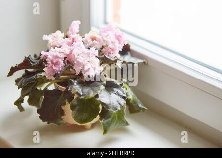 Belle Saintpaulia, violette africaine ou zambienne. Rose fleurs d'intérieur variété Jade Tiara. Concept de floriculture. Mise au point douce. Banque D'Images