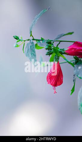 Une fleur d'hibiscus dans le jardin suspendu Banque D'Images