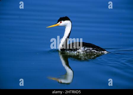 Clark's Grebe au refuge d'oiseaux migrateurs de Bear River Banque D'Images