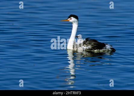 Clark's Grebe avec des jeunes au refuge d'oiseaux migrateurs de Bear River Banque D'Images