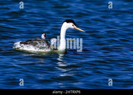 Clark's Grebe avec des jeunes au refuge d'oiseaux migrateurs de Bear River Banque D'Images