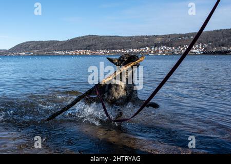 Un jeune Berger allemand heureux joue avec un bâton dans un lac. Un beau lac bleu et des montagnes en arrière-plan Banque D'Images