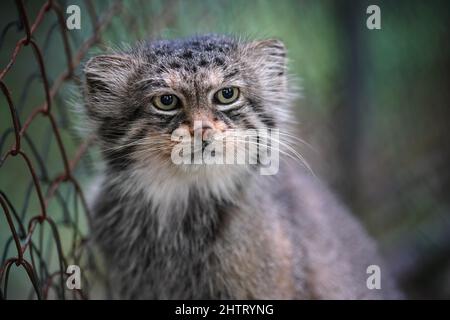 Chat de Pallas - Otococobus manul - se reposant près de la clôture câblée dans le zoo, gros plan de détail à la tête Banque D'Images