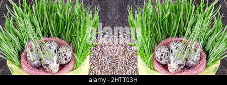 Pousses de blé vert dans un pot de fleur et dans la coquille d'oeufs de caille sur un fond gris large en bois dans un style rustique. Mise au point sélective, bannière Banque D'Images