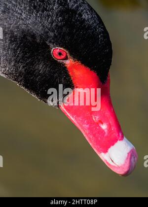 Gros plan sur la tête d'un magnifique cygne noir Banque D'Images