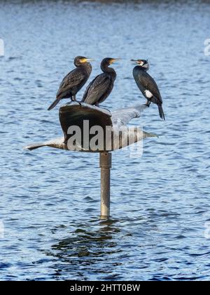 Groupe de trois Cormorans assis sur un lac à JCB Lakes, Rocester Banque D'Images