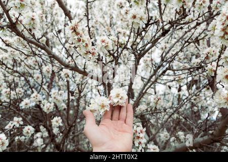 main sensible de l'homme avec des fleurs entre les doigts. Image tendre et délicate avec fleurs d'amande Banque D'Images