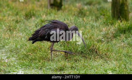 Brillant ibis (Plegadis falcinellus), Gloucestershire, Royaume-Uni Banque D'Images