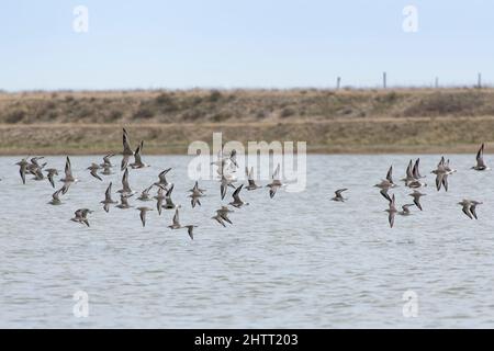 Le Pluvier gris et le nœud rouge se précipitent à une marée haute au-dessus des marais inondés, RSPB Pagham Harbour, West Sussex, Royaume-Uni, février. Banque D'Images