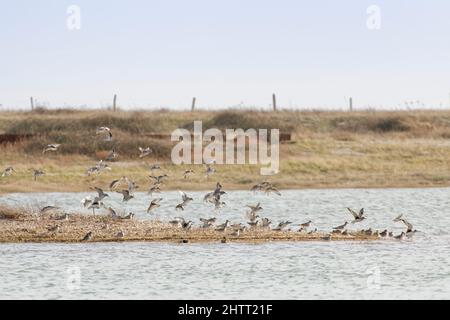 Pluvier gris, nœud rouge et Dunlin, débarquant pour rejoindre d'autres personnes rassemblées à une marée haute sur une broche de bardeaux, RSPB Pagham Harbour, West Sussex, Royaume-Uni, fév Banque D'Images