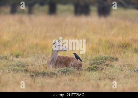 Red Deer (Cervus elaphus) arrière reposant sur la prairie avec Jackdaw (Corvus monedula) adulte dans le dos Banque D'Images