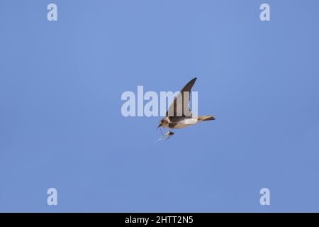 Sable Martin (Riparia riparia) adulte volant avec le matériel de nid dans le bec Banque D'Images