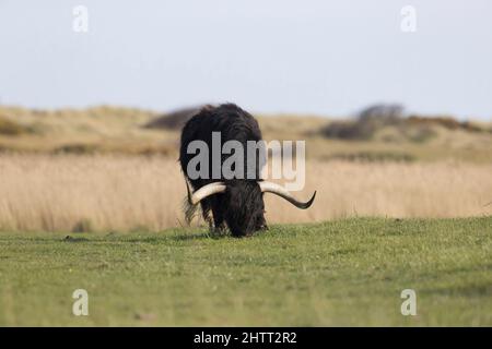 Bétail des Highlands (Bos taurus) adulte paître sur le marais Banque D'Images