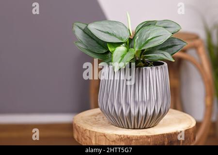 Plante-maison tropicale 'Scindapsus Treubii Moonlight' en pot de fleurs sur table en bois Banque D'Images