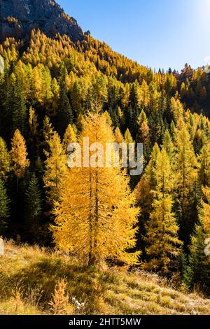 Des larches colorées et des pins sur les pâturages autour du col de Falzarego en automne. Banque D'Images