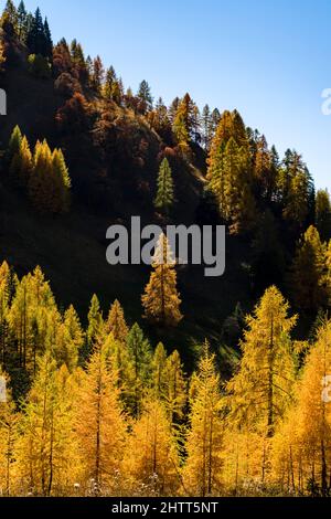 Des larches colorées et des pins sur les pâturages autour du col de Falzarego en automne. Banque D'Images