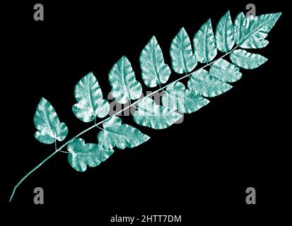 Illustration de la fougères en vert et blanc sur fond noir Banque D'Images