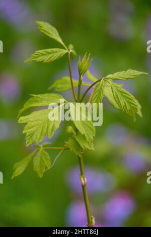 Boxelder Maple saule au début du printemps avec un fond flou de bokeh de Virginia bluebell Banque D'Images