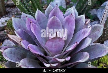 Broméliade pourpre dans le jardin, Brésil Banque D'Images