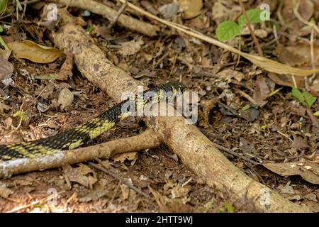 Serpent de poulet noir et jaune de l'espèce Spilotes pullatus Banque D'Images