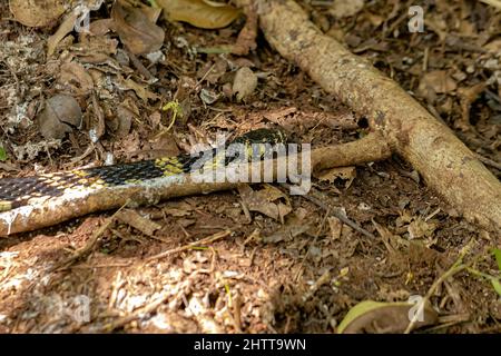 Serpent de poulet noir et jaune de l'espèce Spilotes pullatus Banque D'Images