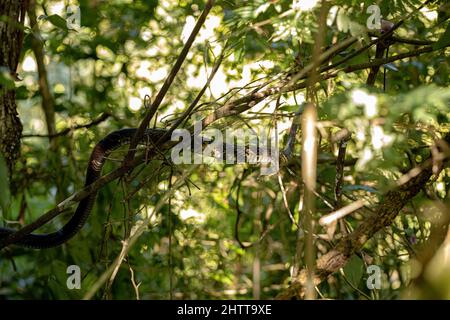 Serpent de poulet noir et jaune de l'espèce Spilotes pullatus Banque D'Images