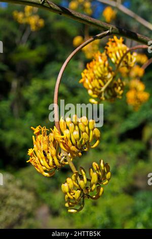 Fleurs d'Agave dans le jardin Banque D'Images