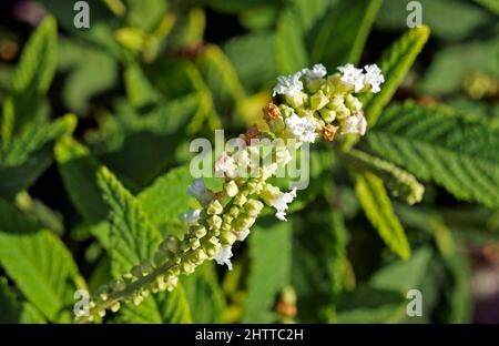 Fleurs de sauge noire ou de sauge sauvage (Varronia curassavica ou Cordia curassavica) sur la forêt tropicale Banque D'Images