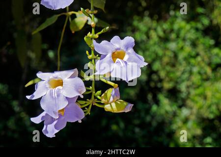 Horloge Bengale, fleurs de vigne (Thunbergia grandiflora) Banque D'Images