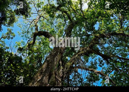 Trompette rose (Tabebuia rosea) sur la forêt tropicale, Rio de Janeiro Banque D'Images