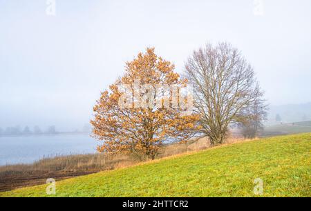 Zurich, Suisse - 1 janvier 2022 : arbres entourés de brouillard le matin du nouvel an, à côté du lac et de la prairie verte Banque D'Images