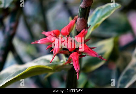 Fleurs de l'épine dorsale du diable (Euphorbia tithymaloides ou Pedilanthus tithymaloides) Banque D'Images