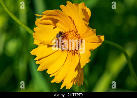 Cliché sélectif d'abeille occidentale sur la feuille de lance coreopsis Banque D'Images