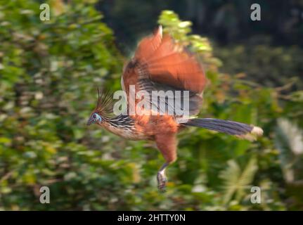 Hoatzin 'Turquie tinky' oiseau dans la forêt équatoriale de l'Équateur Banque D'Images