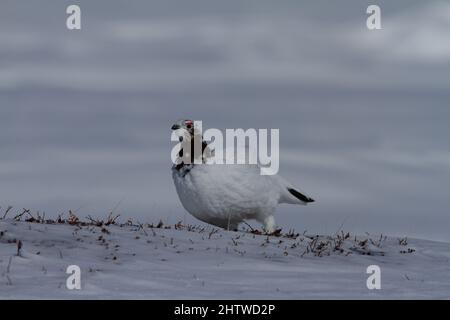 Le Ptarmigan de roche étend sa queue sur la neige, près d'Arviat, au Nunavut Banque D'Images