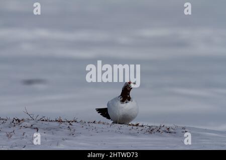 Roche Ptarmigan, Lagopus Muta, montrant les couleurs printanières sur la neige, près d'Arviat, Nunavut Canada Banque D'Images