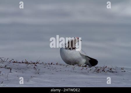 Ptarmigan de roche montrant et étalant ses ailes de queue sur la neige, près d'Arviat, Nunavut Canada Banque D'Images