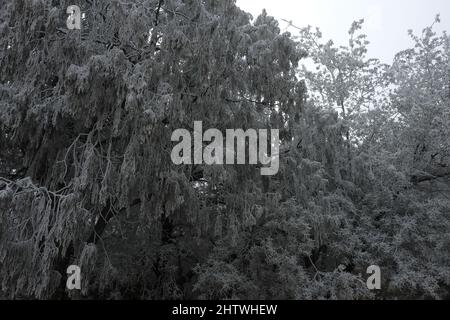 rares arbres couverts de neige dans la forêt de haute désert Banque D'Images