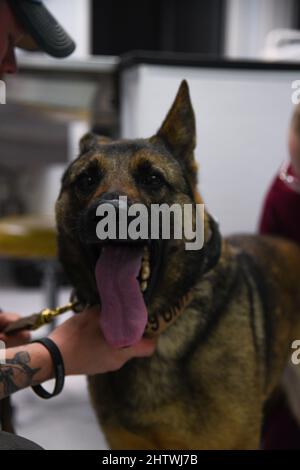 Le chien de travail militaire du 628th e Escadron des forces de sécurité UBI, reçoit un examen de santé et de bien-être du CPT de l'armée américaine Haley Davis, officier de la clinique vétérinaire de la base conjointe de Charleston en charge, à l'installation de traitement vétérinaire, Charleston JB, Caroline du Sud, 25 février 2022. K-9s peut être envoyé comme un moyen de force moins que mortel. Ils contribuent à la sécurité de la base et agissent comme moyen de dissuasion pour un suspect hostile. (É.-U. Photo de la Force aérienne par le Senior Airman Jade Dubiel) Banque D'Images