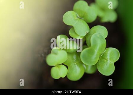 Plantules vertes dans la représentation de la germination verte.pousses vertes dans la tourbe.plantules en croissance. Jardinage et agriculture. Légumes et légumes verts biologiques en pleine croissance Banque D'Images