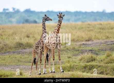 Nairobi, Kenya. 30th août 2021. Des girafes sont vues à la réserve nationale de Masai Mara, Kenya, 30 août 2021. La Journée mondiale de la faune, qui est célébrée chaque année le 3 mars pour sensibiliser les populations aux animaux et aux plantes sauvages du monde, est célébrée cette année sous le thème « récupérer les espèces clés pour la restauration des écosystèmes ». Credit: Dong Jianghui/Xinhua/Alay Live News Banque D'Images