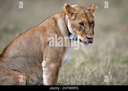 Nairobi, Kenya. 30th août 2021. Un lion est vu à la réserve nationale de Masai Mara, Kenya, 30 août 2021. La Journée mondiale de la faune, qui est célébrée chaque année le 3 mars pour sensibiliser les populations aux animaux et aux plantes sauvages du monde, est célébrée cette année sous le thème « récupérer les espèces clés pour la restauration des écosystèmes ». Credit: Dong Jianghui/Xinhua/Alay Live News Banque D'Images