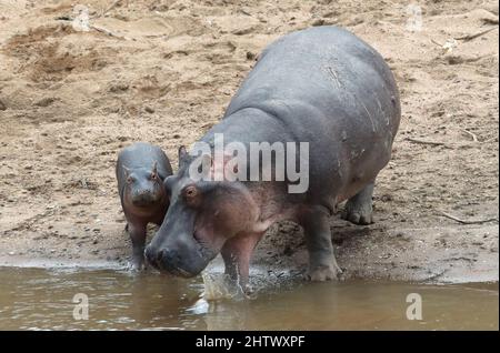 Nairobi, Kenya. 30th août 2021. Deux Hippos sont vus à la Réserve nationale de Masai Mara, Kenya, 30 août 2021. La Journée mondiale de la faune, qui est célébrée chaque année le 3 mars pour sensibiliser les populations aux animaux et aux plantes sauvages du monde, est célébrée cette année sous le thème « récupérer les espèces clés pour la restauration des écosystèmes ». Credit: Dong Jianghui/Xinhua/Alay Live News Banque D'Images