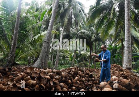 Haikou, province chinoise de Hainan. 18th févr. 2022. Zhang bidi choisit des coquilles de noix de coco pour les sculptures dans le village de Yushu de Wenchang, dans la province de Hainan, au sud de la Chine, le 18 février 2022. POUR ALLER AVEC: À travers la Chine: Les sculptures de noix de coco façonnent la vie prospère des villageois crédit: Yang Guanyu/Xinhua/Alamy Live News Banque D'Images