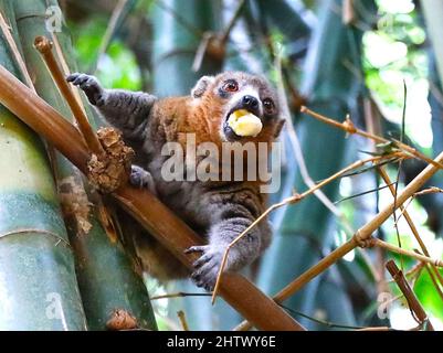 Nairobi, Comores. 8th janvier 2022. Un lémurien est vu à Moheli, Comores, le 8 janvier 2022. La Journée mondiale de la faune, qui est célébrée chaque année le 3 mars pour sensibiliser les populations aux animaux et aux plantes sauvages du monde, est célébrée cette année sous le thème « récupérer les espèces clés pour la restauration des écosystèmes ». Credit: Dong Jianghui/Xinhua/Alay Live News Banque D'Images