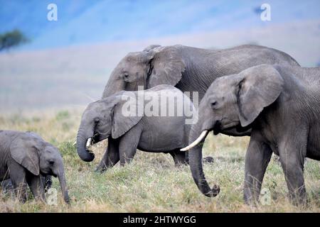 Nairobi, Kenya. 30th août 2021. Les éléphants sont vus à la réserve nationale de Masai Mara, Kenya, 30 août 2021. La Journée mondiale de la faune, qui est célébrée chaque année le 3 mars pour sensibiliser les populations aux animaux et aux plantes sauvages du monde, est célébrée cette année sous le thème « récupérer les espèces clés pour la restauration des écosystèmes ». Credit: Dong Jianghui/Xinhua/Alay Live News Banque D'Images